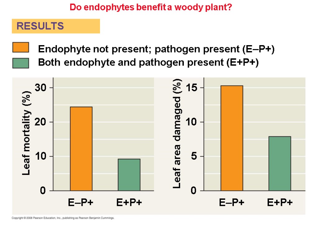Do endophytes benefit a woody plant? Both endophyte and pathogen present (E+P+) Endophyte not